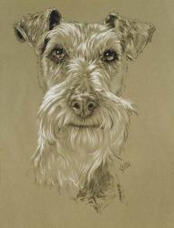 Irish Terrier | Obraz na stenu
