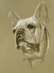 French Bulldog | Obraz na stenu