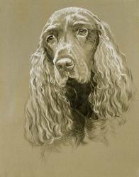 Field Spaniel | Obraz na stenu