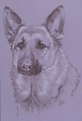 German Shepherd 1 | Obraz na stenu