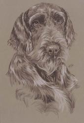 German Wirehaired Pointer | Obraz na stenu