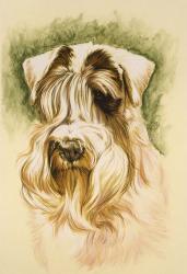Sealyham Terrier | Obraz na stenu