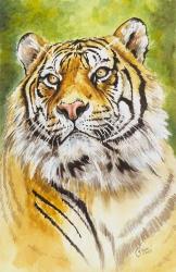 Sumatran Tiger | Obraz na stenu