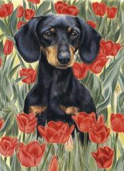 Dachsund In Tulips | Obraz na stenu