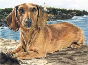 Dachshund In The Bay | Obraz na stenu