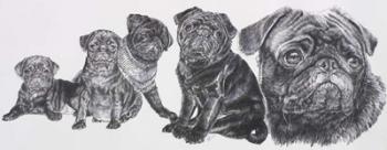 Growing Up Pug | Obraz na stenu