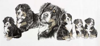 Bernese Mountain Dog | Obraz na stenu