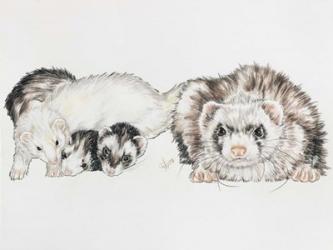 Family Of Ferrets | Obraz na stenu