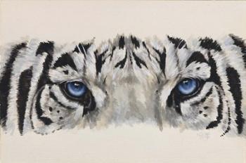 Eye-Catching White Tiger | Obraz na stenu