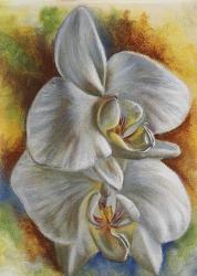 Evening Orchid | Obraz na stenu