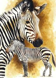 Mountain Zebra | Obraz na stenu