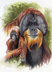 Orangutan Soul | Obraz na stenu