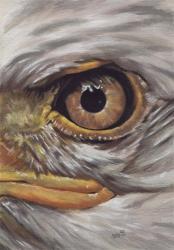 Eye-Catching Bald Eagle | Obraz na stenu