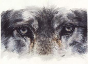 Eye-Catching Wolf | Obraz na stenu