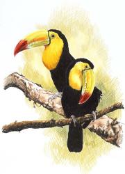 Toucans | Obraz na stenu