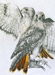 Redtailed Hawk | Obraz na stenu