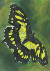 Malachite Butterfly | Obraz na stenu