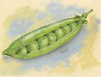 Sugar Snap Peas | Obraz na stenu