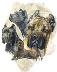 Cane Corso | Obraz na stenu