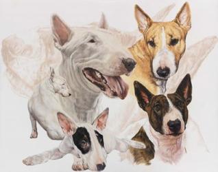 Bull Terrier with Ghost Image | Obraz na stenu