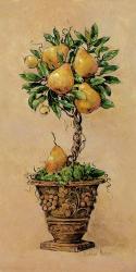 Potted Pears | Obraz na stenu