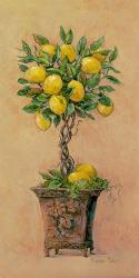 Potted Lemons | Obraz na stenu