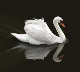 Swan 1 | Obraz na stenu