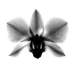 Orchid, Phalenop. X-Ray | Obraz na stenu