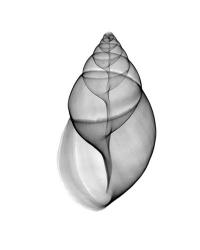 Achatina Jpn Land Snail  X-Ray | Obraz na stenu