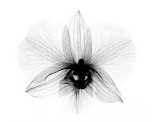 Dendrobium 2  X-Ray Orchid | Obraz na stenu
