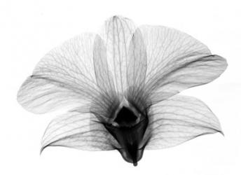 Dendrobium On Back  X-Ray Orchid | Obraz na stenu