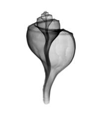 Giant (Channel) Whelk  X-Ray | Obraz na stenu