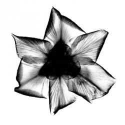 Iris, Japanese X-Ray | Obraz na stenu