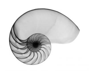 Nautilus Shell Lite X-Ray | Obraz na stenu