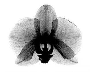 Orchid, Small  X-Ray | Obraz na stenu