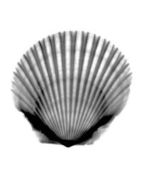 Scallop #3 X-Ray | Obraz na stenu