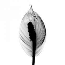 Spathyphyllum X-Ray | Obraz na stenu