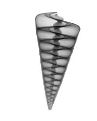 Telescope Shell X-Ray | Obraz na stenu