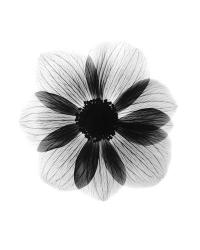 Anemone  X-Ray | Obraz na stenu