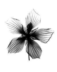 Hibiscus, Texas Star X-Ray | Obraz na stenu