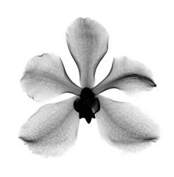 Orchid #3 X-Ray | Obraz na stenu