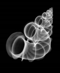 Precious Wentletrap Negative X-Ray | Obraz na stenu