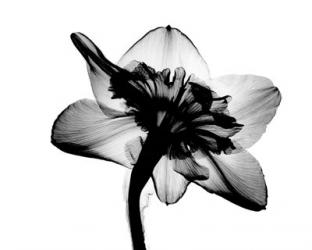 Daffodil #1 X-Ray | Obraz na stenu