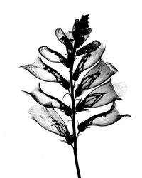 Foxglove #1 X-Ray | Obraz na stenu