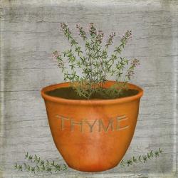 Herb Thyme | Obraz na stenu
