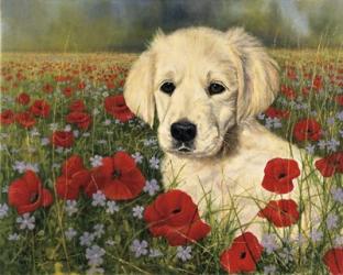 Puppy And Poppies | Obraz na stenu