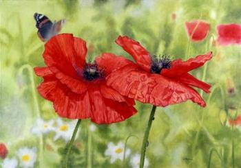 Poppies And Butterfly | Obraz na stenu