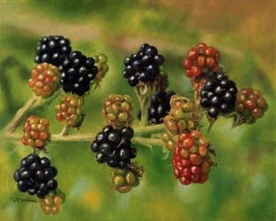 Blackberries | Obraz na stenu