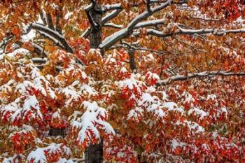 Seasons Of Change | Obraz na stenu