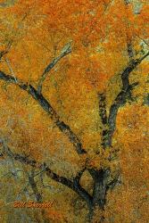 Autumn Contrast | Obraz na stenu